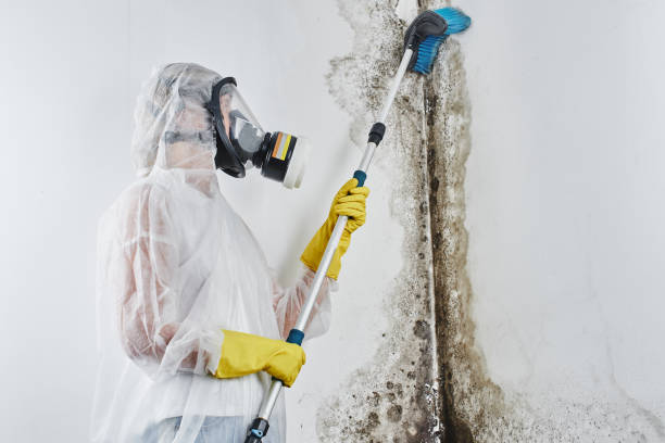 Best Health and Safety Mold Remediation in Underwood Petersville, AL