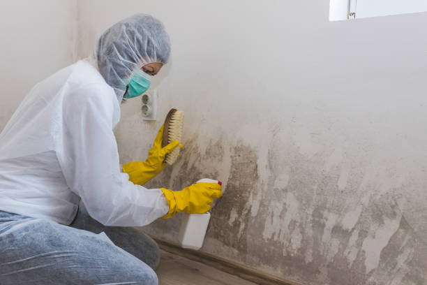Professional Mold Remediation in Underwood Petersville, AL