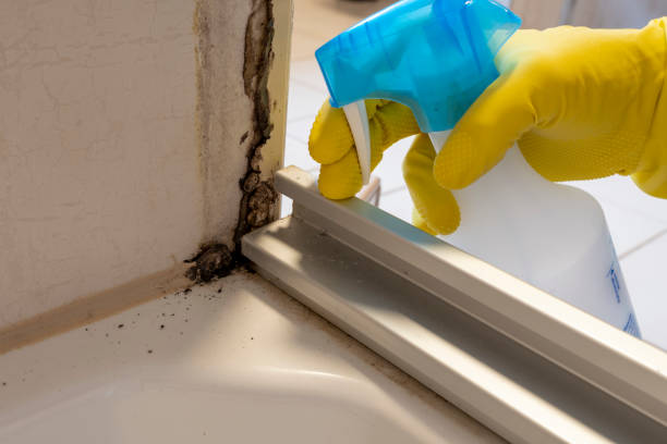 Best DIY Mold Remediation Support Services in Underwood Petersville, AL