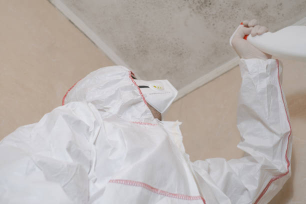 Best Emergency Mold Remediation in Underwood Petersville, AL